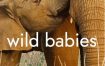 [夸克网盘]美国纪录片《野生动物宝宝》（2022）豆瓣8.4