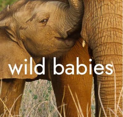[夸克网盘]美国纪录片《野生动物宝宝》（2022）豆瓣8.4