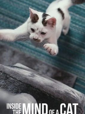 [夸克网盘]美国纪录片《喵星人的奇思妙想》（2022）豆瓣7.5