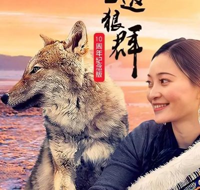 《重返狼群10周年特别纪念版2021》4K高码率全季：若尔盖草原的人狼传奇