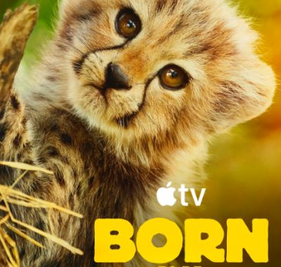 [夸克网盘]英国纪录片《生而狂野》（2025）