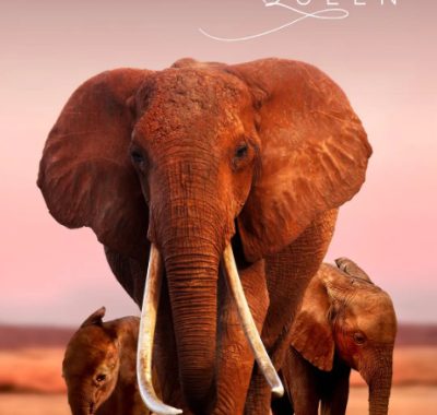 [夸克网盘]英国纪录片《大象女王》（2018）豆瓣9.4